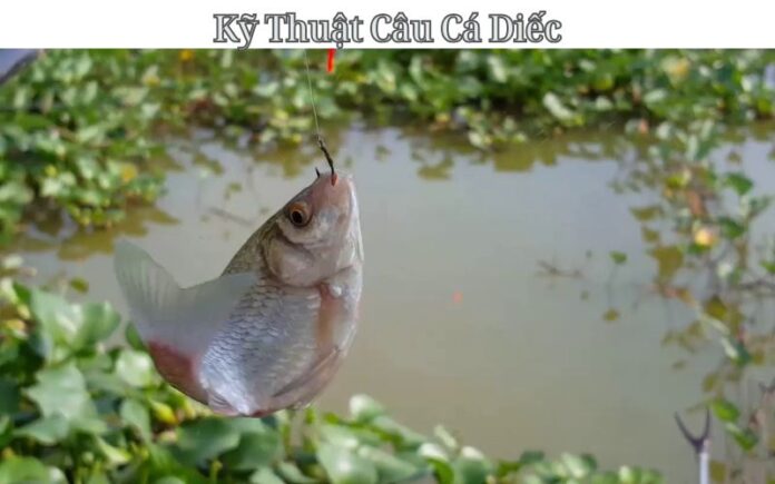 Kỹ Thuật Câu Cá Diếc